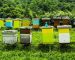چند نکته طلایی برای زنبورداران تازه کار